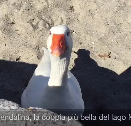 Piccolo Porto Di Cerro Apartamento *